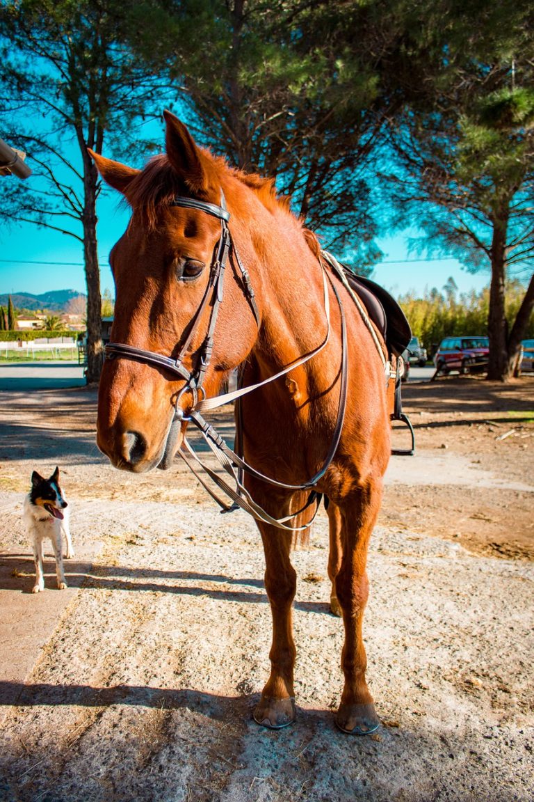 horse, animal, jumper